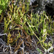 Lycopodium clavatum.lycopodiaceae. indigène Réunion. (1).jpeg